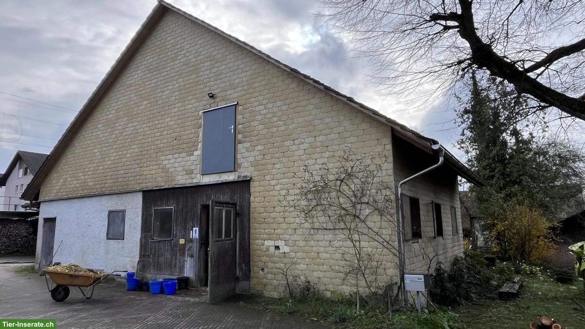 Bild 3: Pferdeboxen zu vermieten in Marthalen ZH