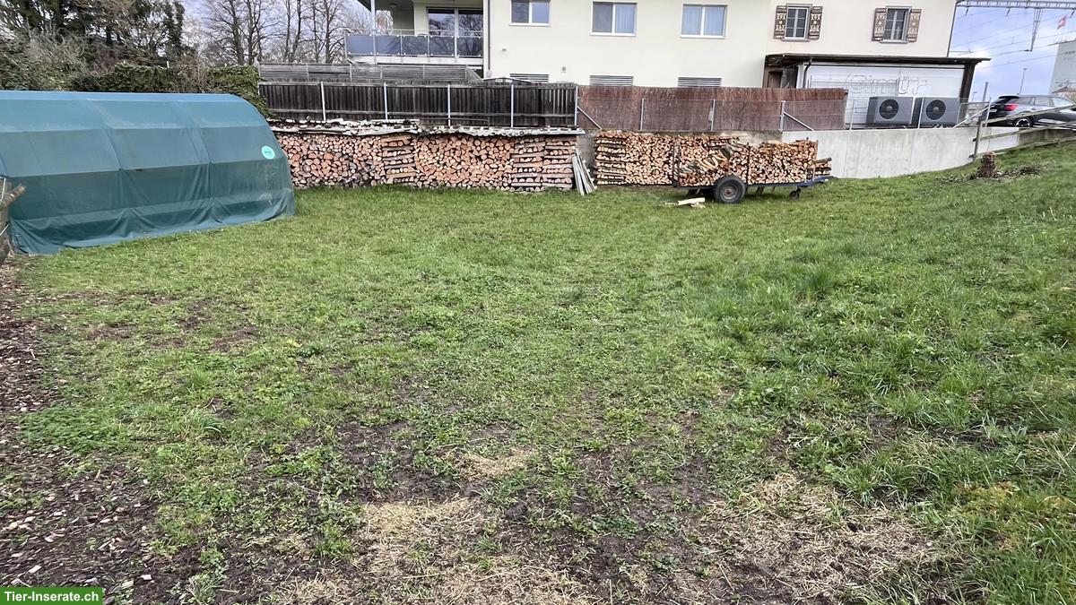 Bild 5: Pferdeboxen zu vermieten in Marthalen ZH