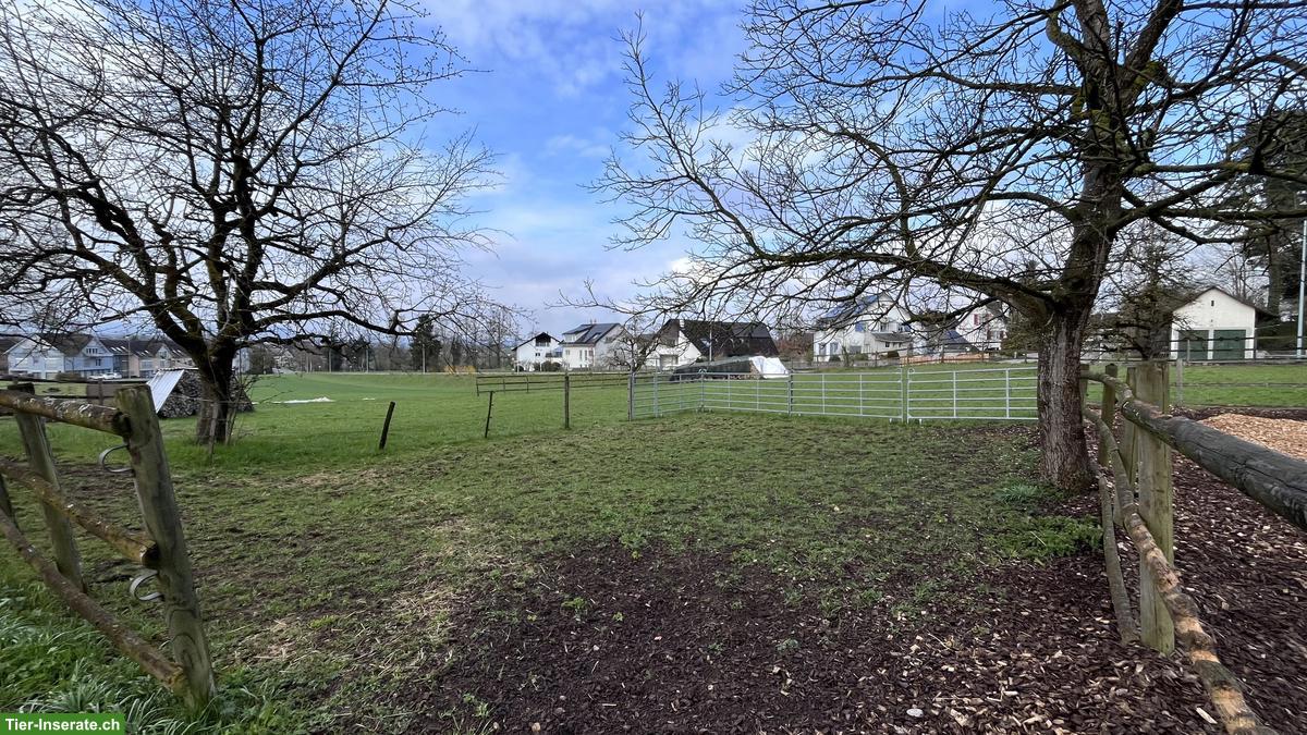 Bild 6: Pferdeboxen zu vermieten in Marthalen ZH