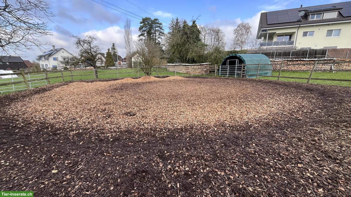 Bild 7: Pferdeboxen zu vermieten in Marthalen ZH