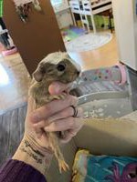 Schönes Meerschweinchen Männchen