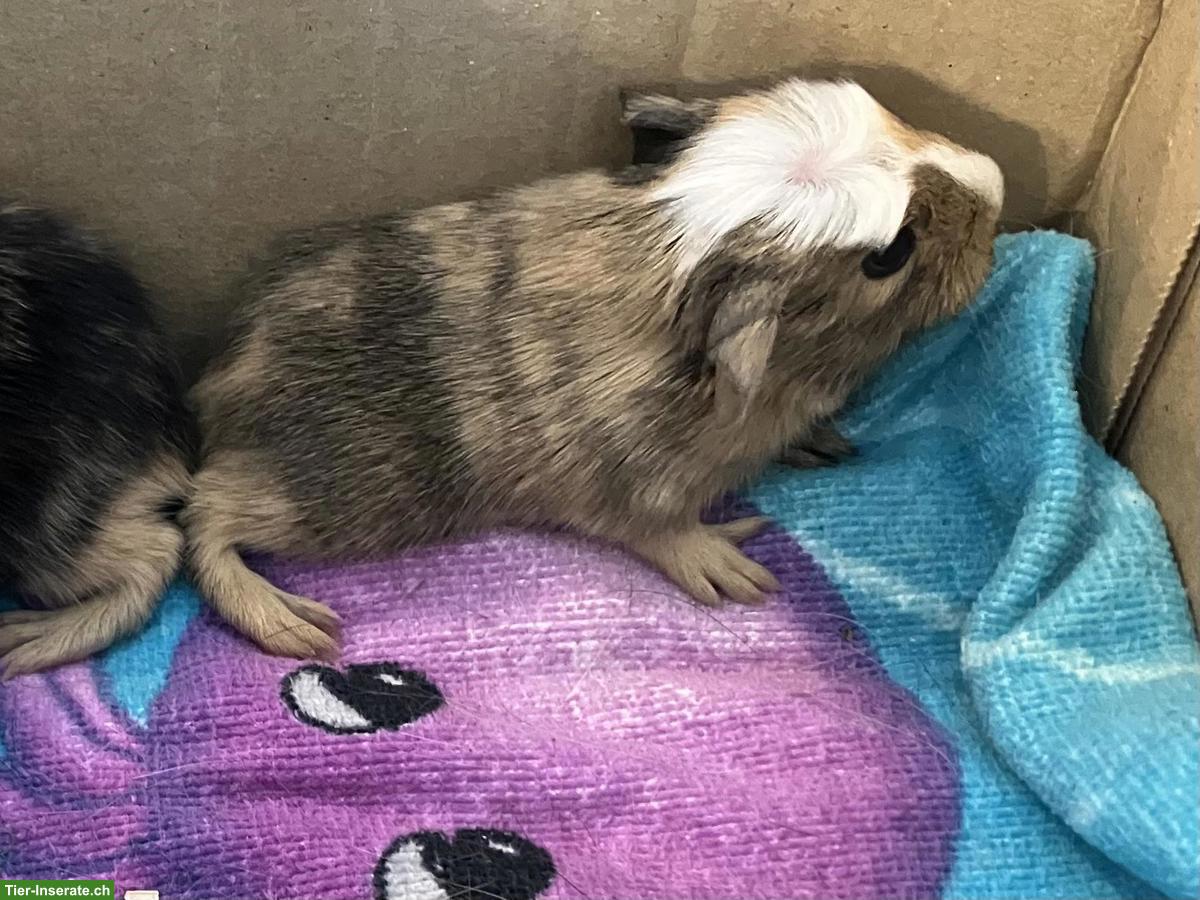 Bild 2: Schönes Meerschweinchen Männchen