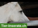 Connemara-Stute, vielseitiges Freizeitpony, sucht Endplatz