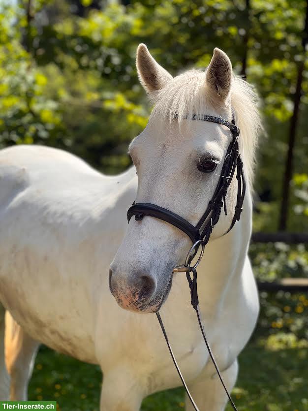 Bild 2: Connemara-Stute, vielseitiges Freizeitpony, sucht Endplatz