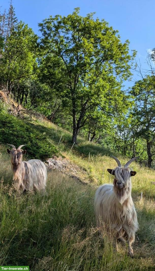 2 Kupferhalsziegen Weibchen abzugeben