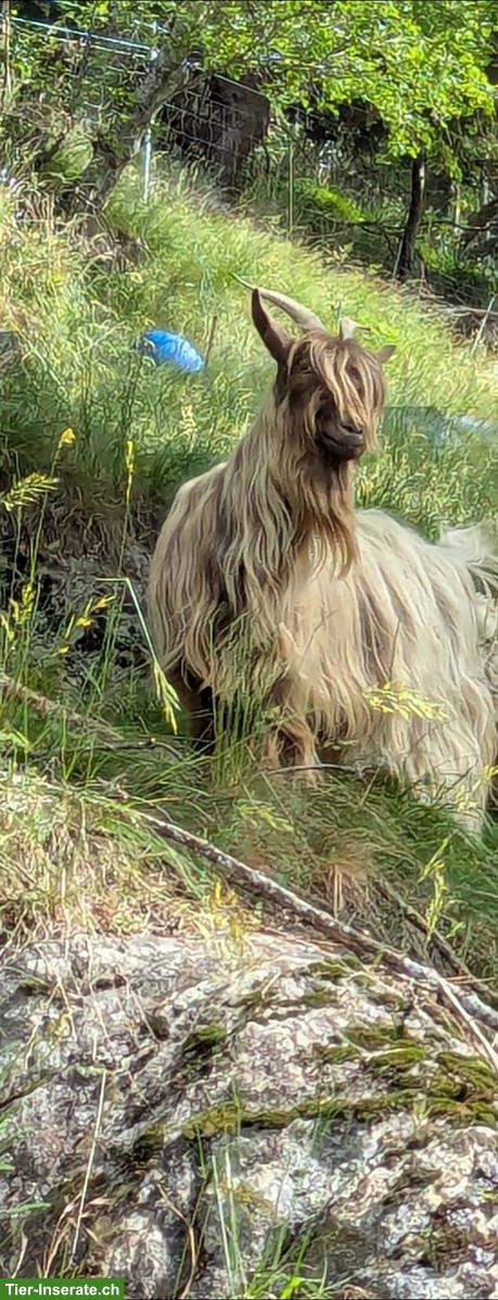 Bild 2: 2 Kupferhalsziegen Weibchen abzugeben