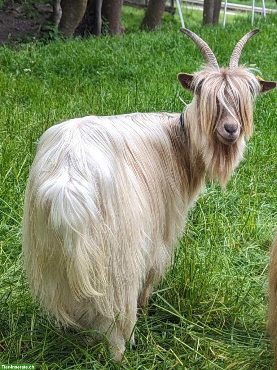 Bild 3: 2 Kupferhalsziegen Weibchen abzugeben