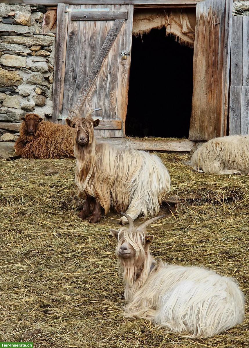 Bild 4: 2 Kupferhalsziegen Weibchen abzugeben