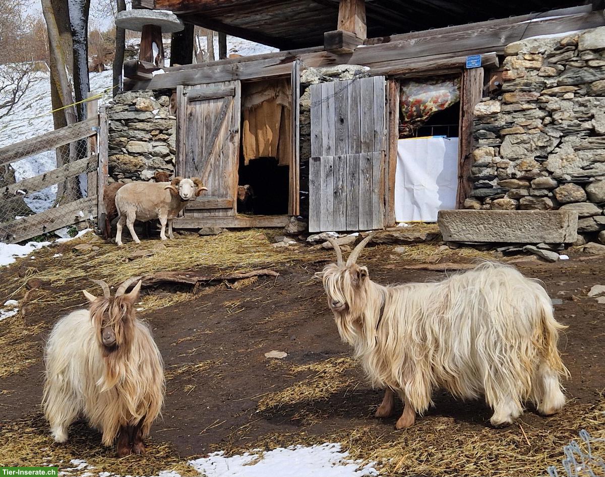 Bild 5: 2 Kupferhalsziegen Weibchen abzugeben