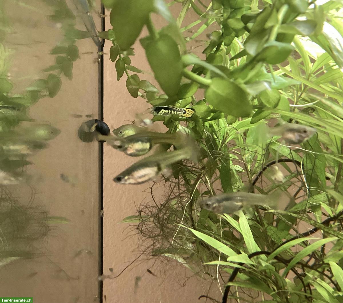 Endler Guppy Babys abzugeben