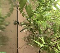 Endler Guppy Babys abzugeben