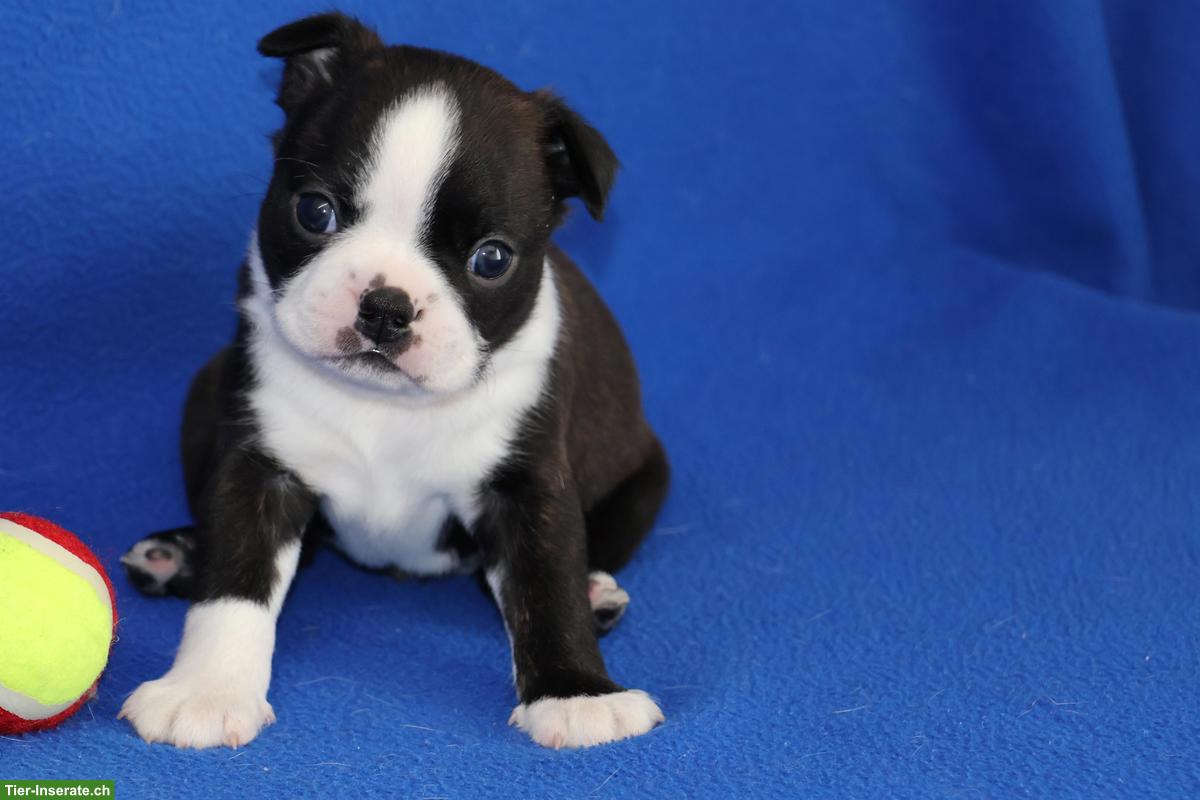 Boston Terrier Welpen suchen ihre Familien