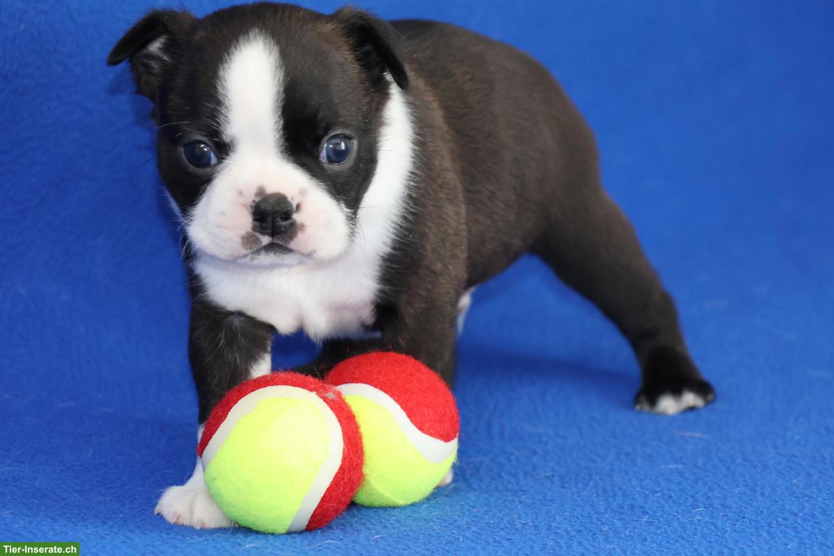 Bild 2: Boston Terrier Welpen suchen ihre Familien