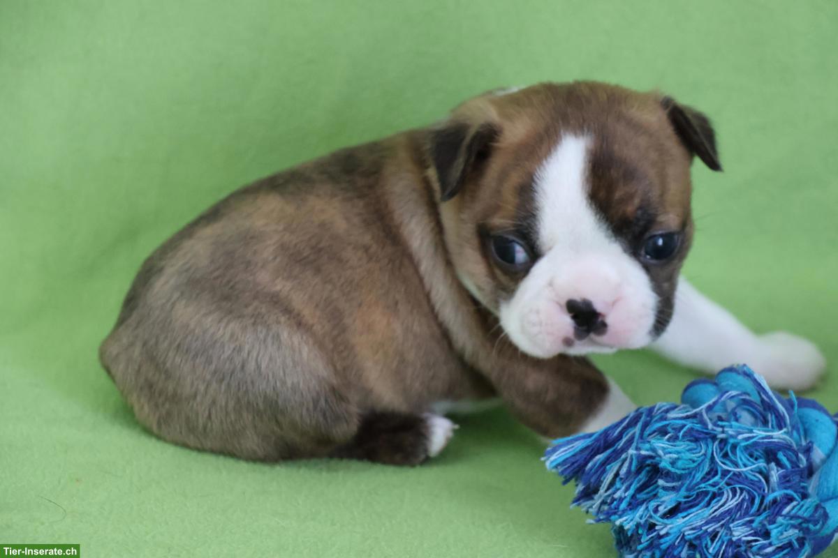 Bild 3: Boston Terrier Welpen suchen ihre Familien