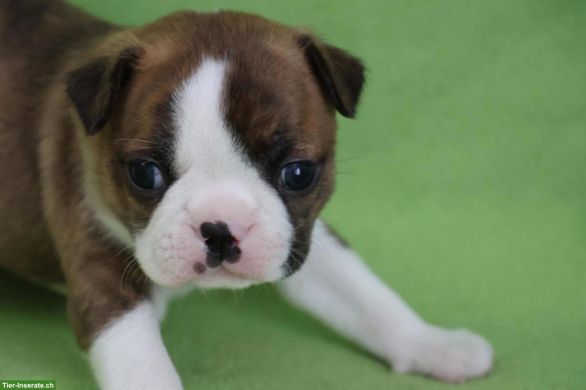 Bild 4: Boston Terrier Welpen suchen ihre Familien