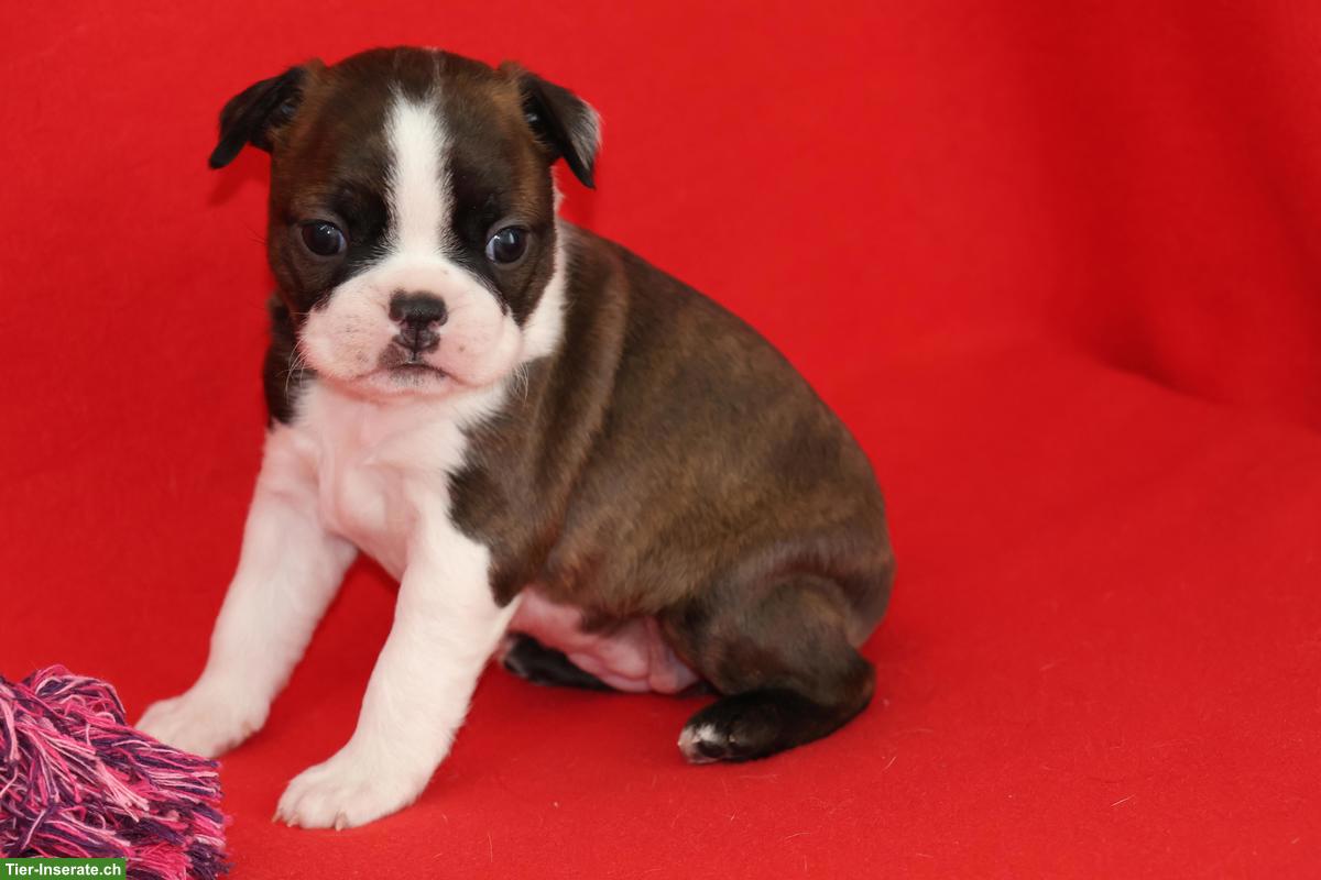 Bild 5: Boston Terrier Welpen suchen ihre Familien