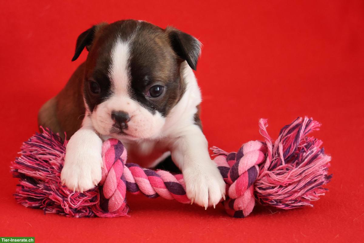 Bild 6: Boston Terrier Welpen suchen ihre Familien