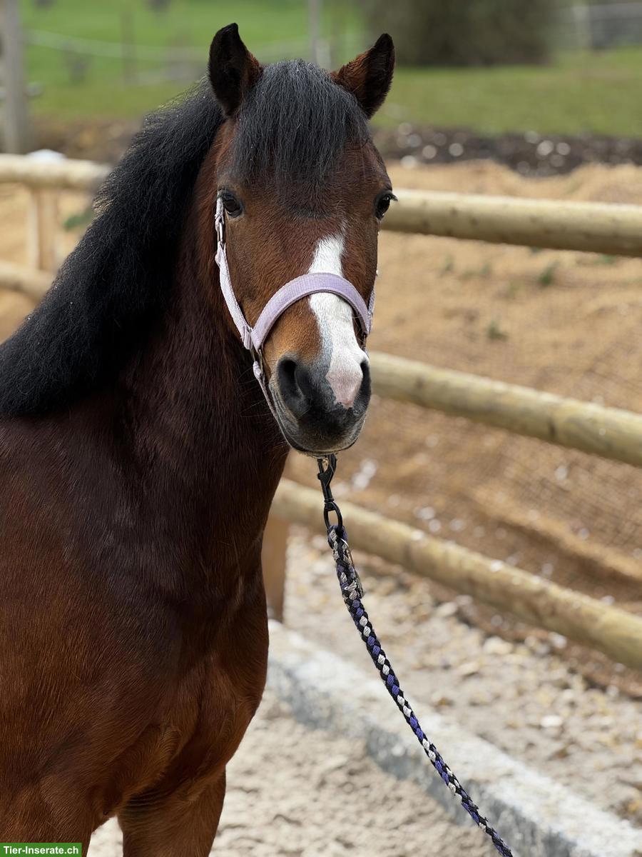 Vielseitige hübsche Welsh B Pony Stute reiten und fahren