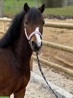 Vielseitige hübsche Welsh B Pony Stute reiten und fahren