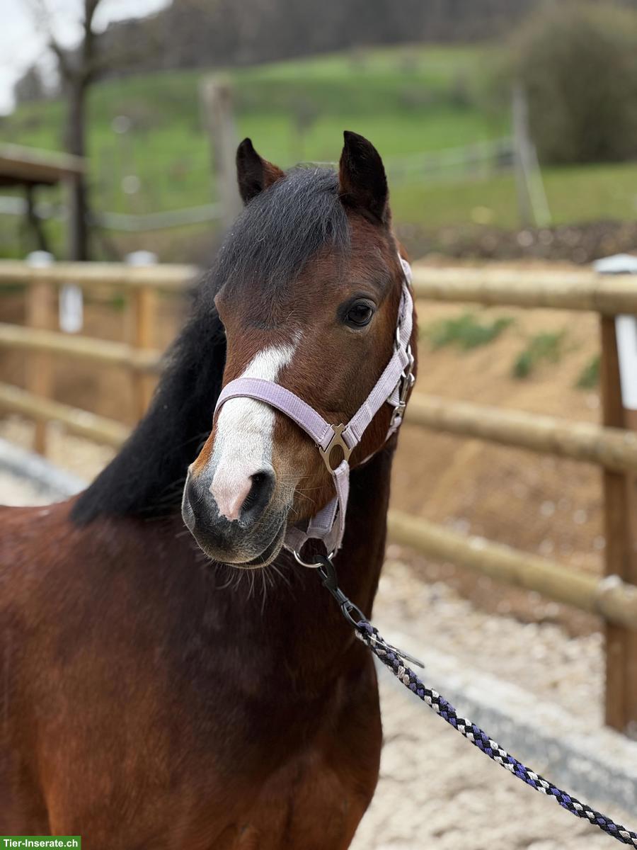 Bild 2: Vielseitige hübsche Welsh B Pony Stute reiten und fahren