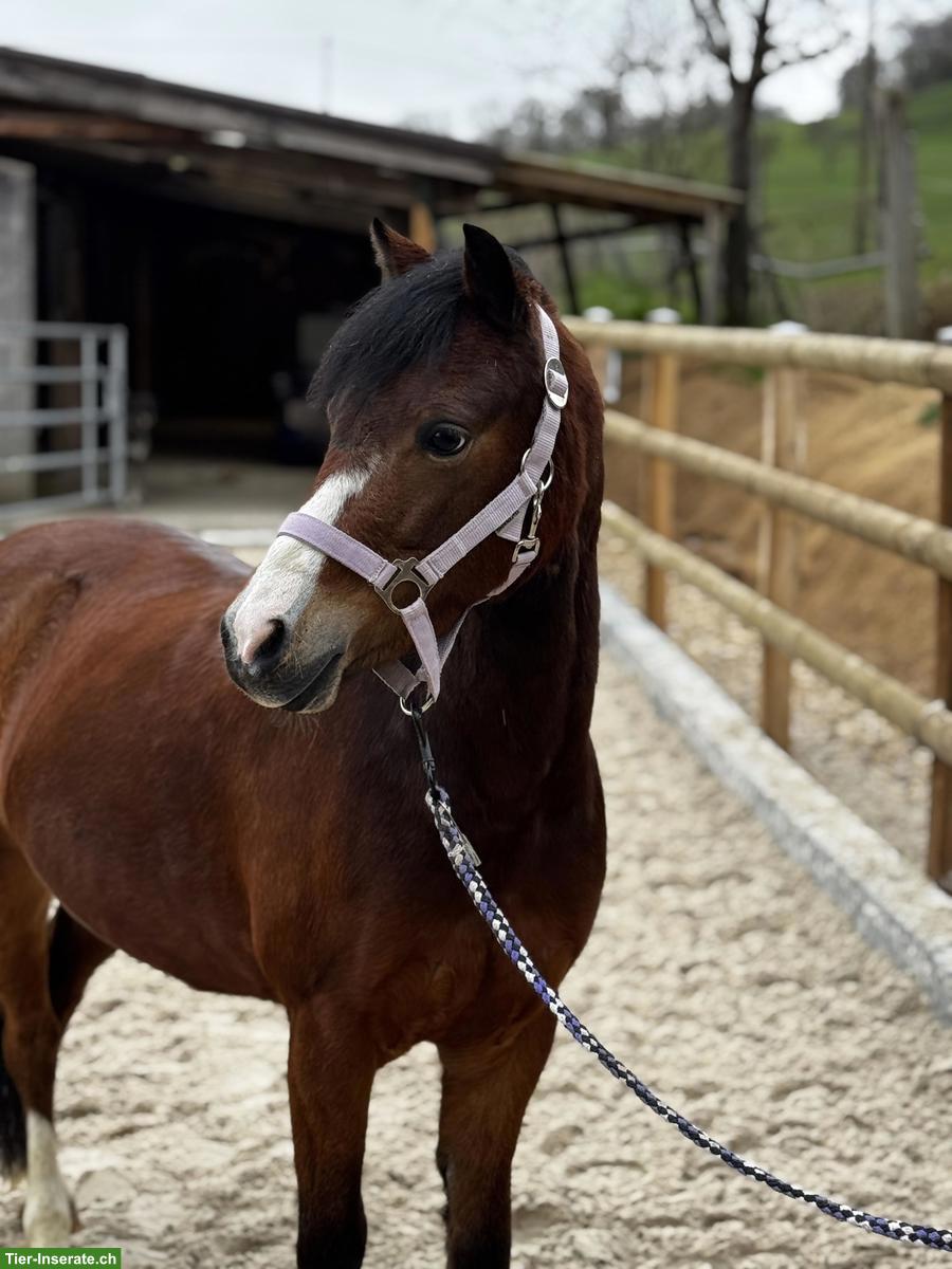 Bild 3: Vielseitige hübsche Welsh B Pony Stute reiten und fahren