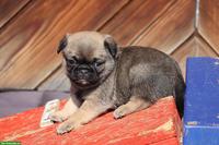 Retro Mops Welpen vom Ricken suchen ein Zuhause