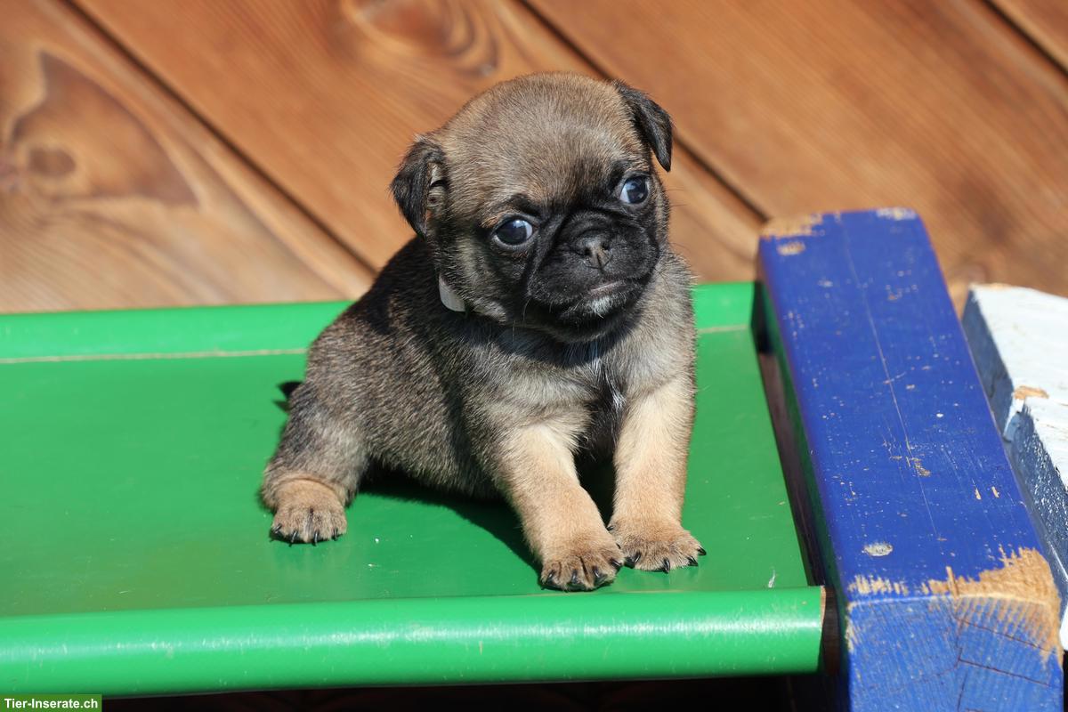 Bild 10: Retro Mops Welpen vom Ricken suchen ein Zuhause