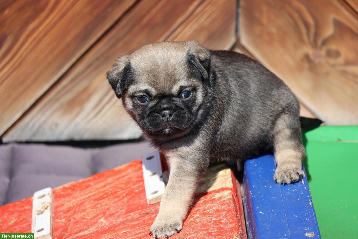 Bild 2: Retro Mops Welpen vom Ricken suchen ein Zuhause