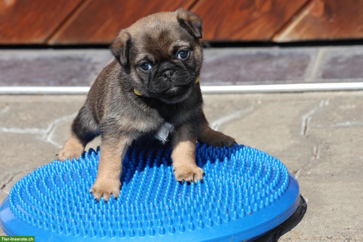 Bild 3: Retro Mops Welpen vom Ricken suchen ein Zuhause
