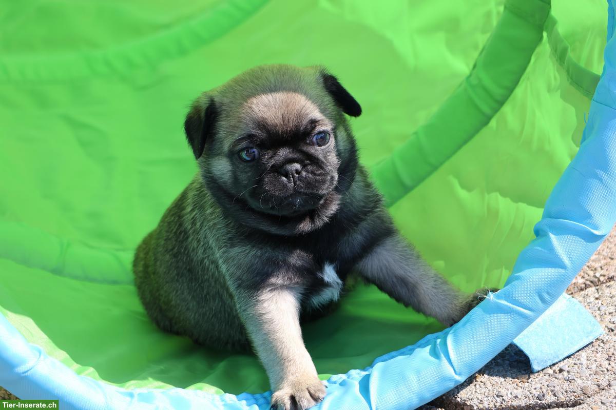 Bild 4: Retro Mops Welpen vom Ricken suchen ein Zuhause