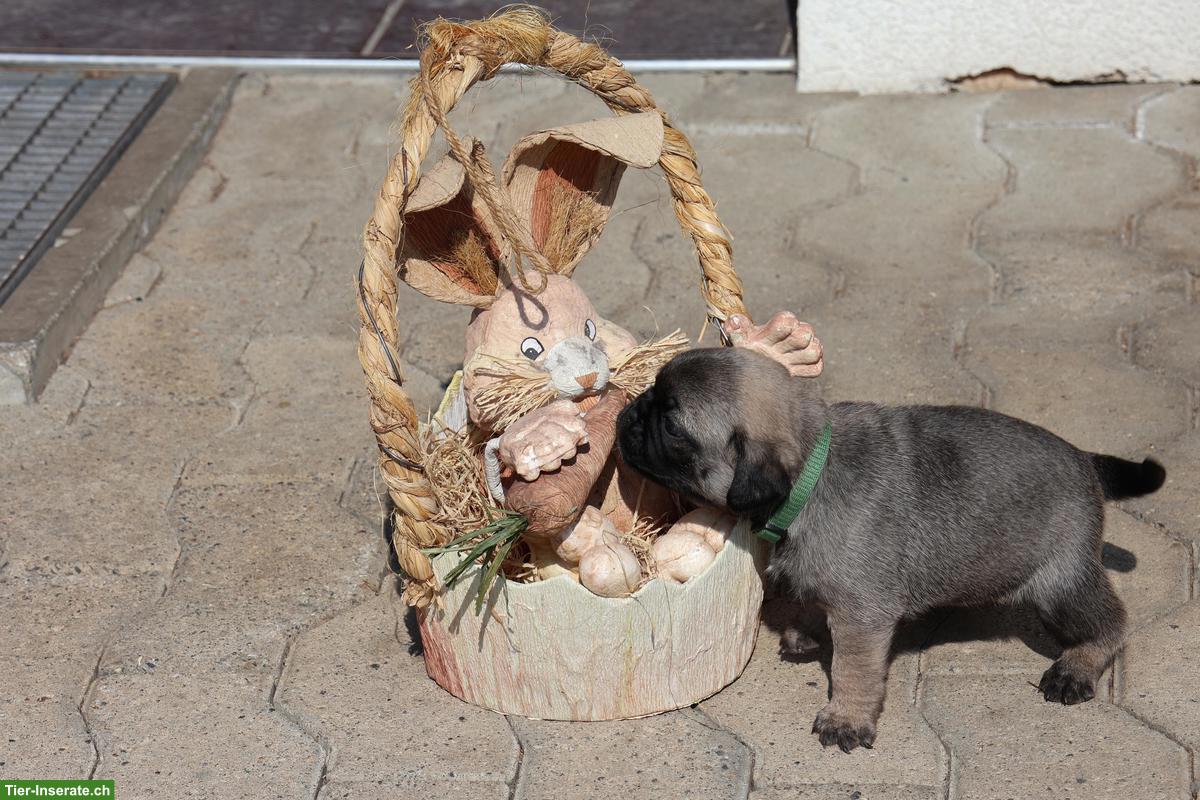 Bild 5: Retro Mops Welpen vom Ricken suchen ein Zuhause