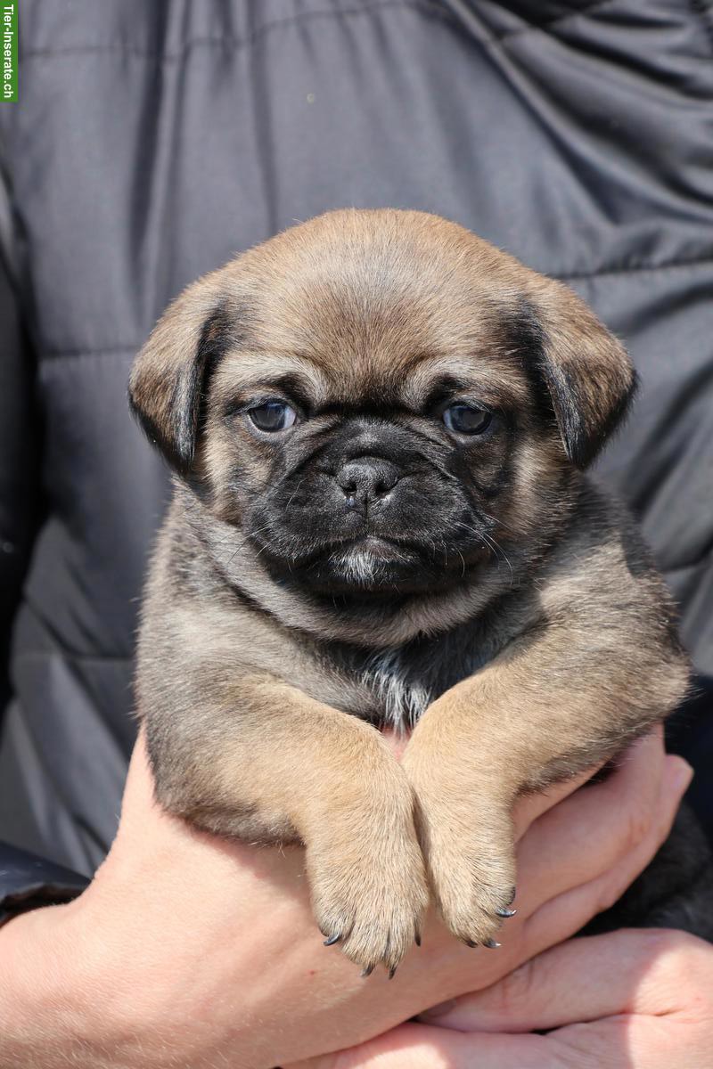 Bild 6: Retro Mops Welpen vom Ricken suchen ein Zuhause