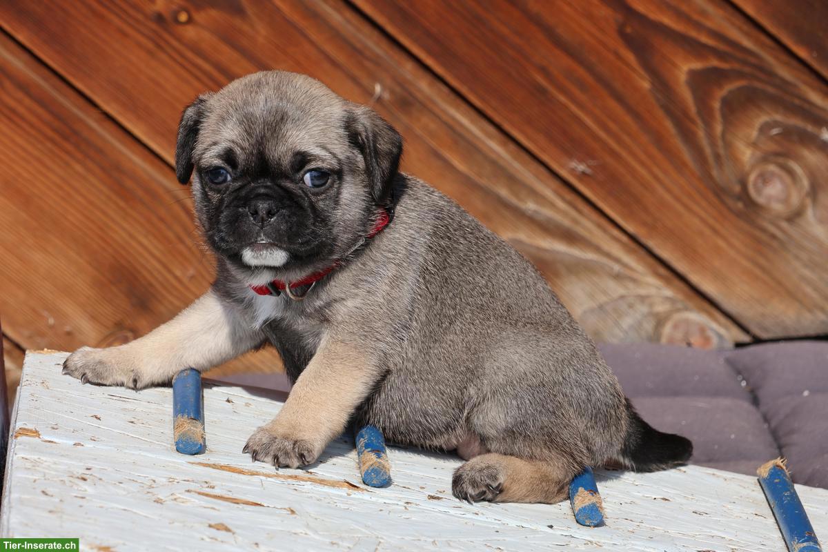 Bild 7: Retro Mops Welpen vom Ricken suchen ein Zuhause