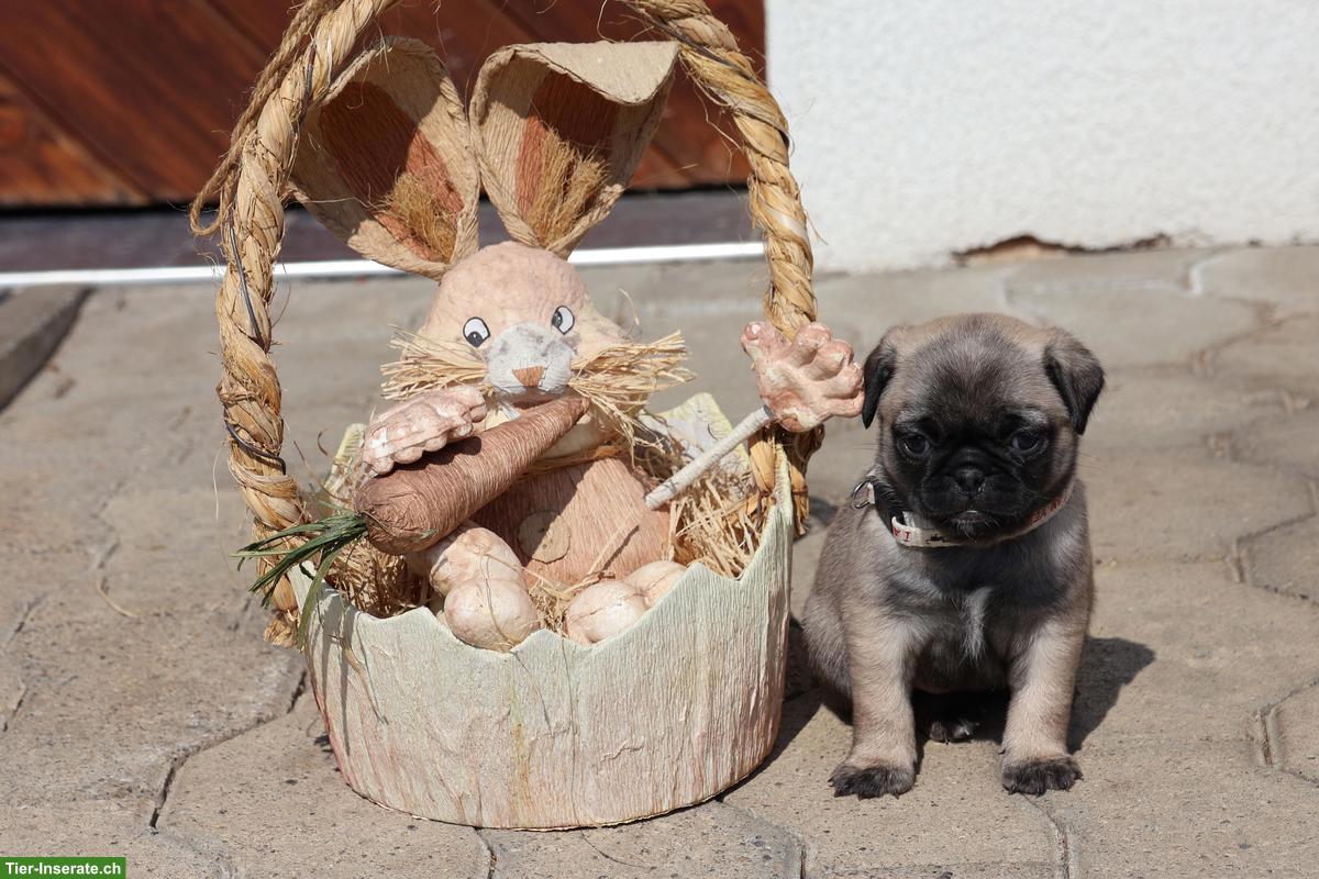 Bild 8: Retro Mops Welpen vom Ricken suchen ein Zuhause