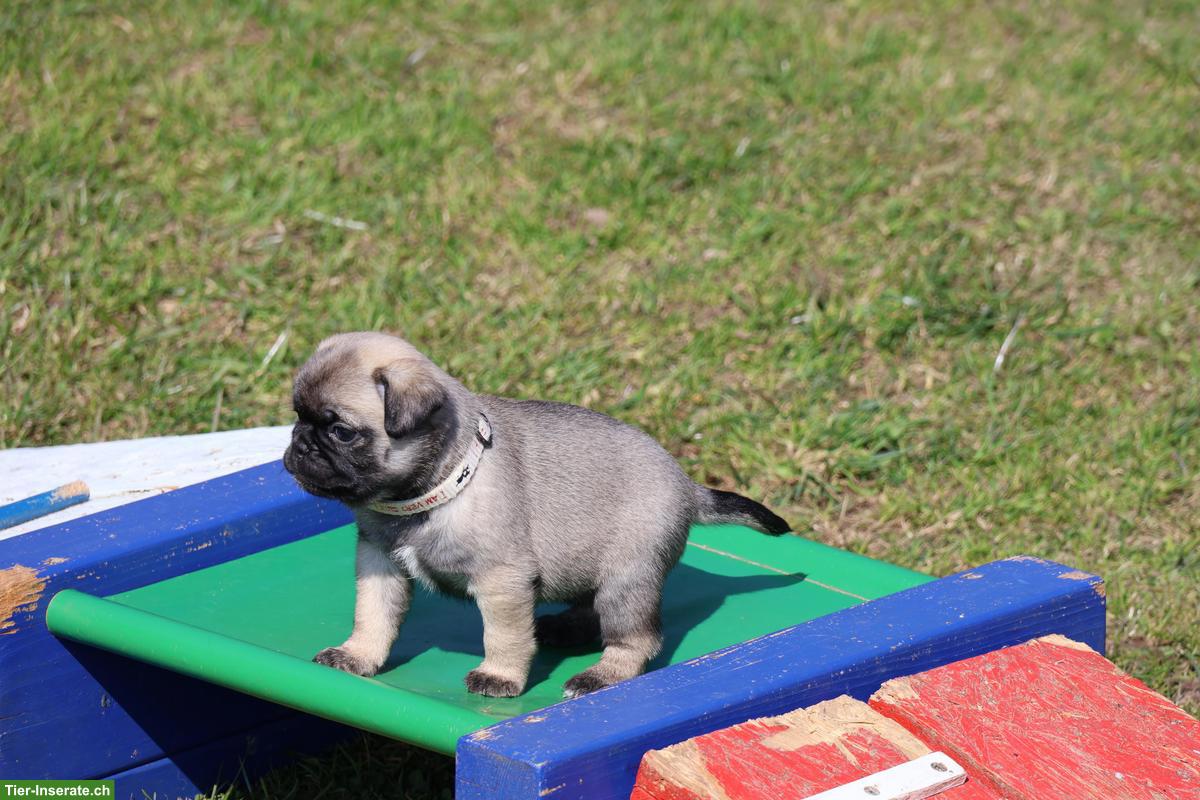 Bild 9: Retro Mops Welpen vom Ricken suchen ein Zuhause