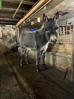 Junger Esel Hengst zu verkaufen