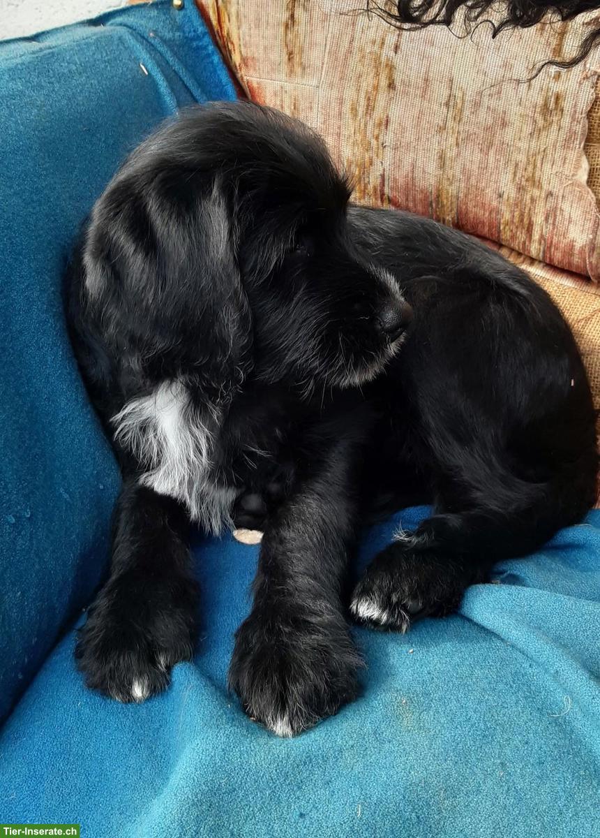 Labradoodle Welpen, männlich