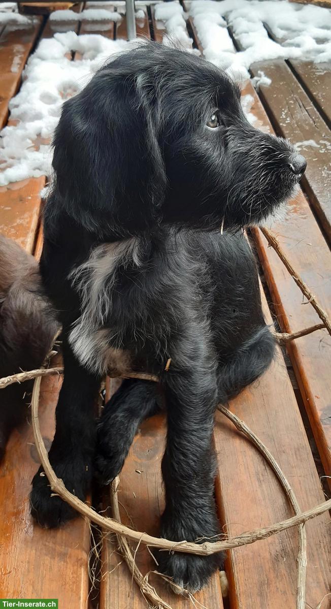 Bild 3: Labradoodle Welpen, männlich