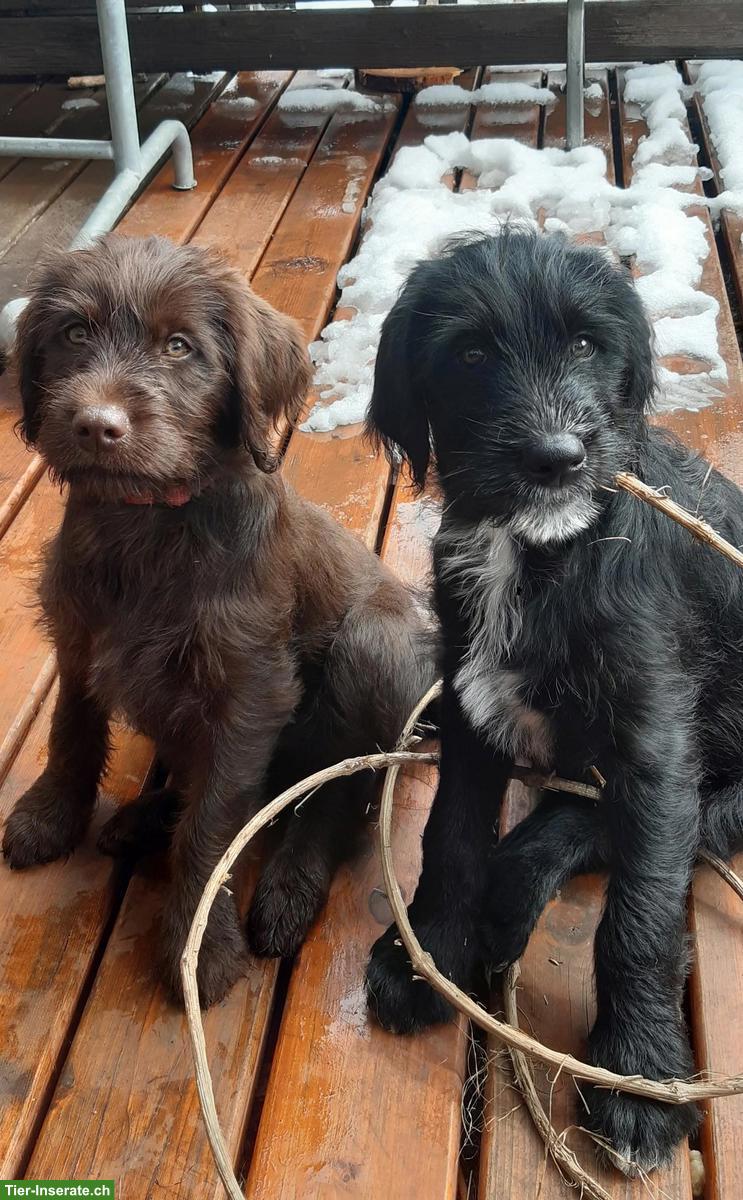 Bild 4: Labradoodle Welpen, männlich