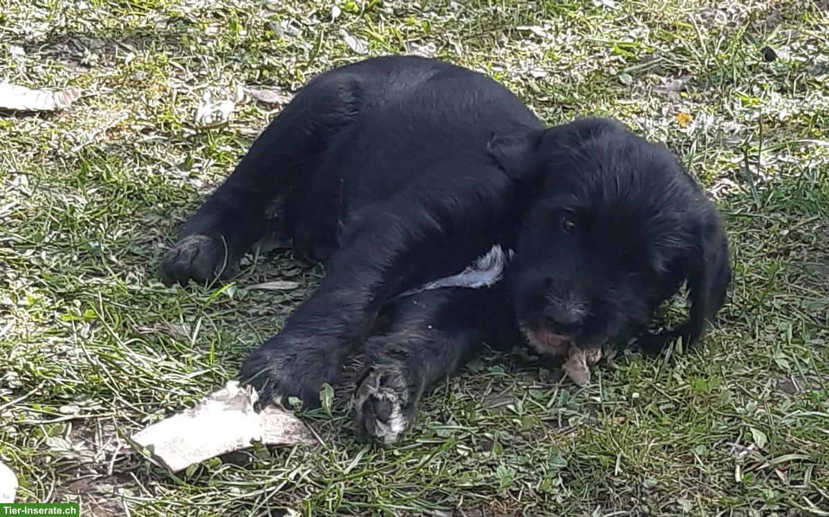 Bild 5: Labradoodle Welpen, männlich