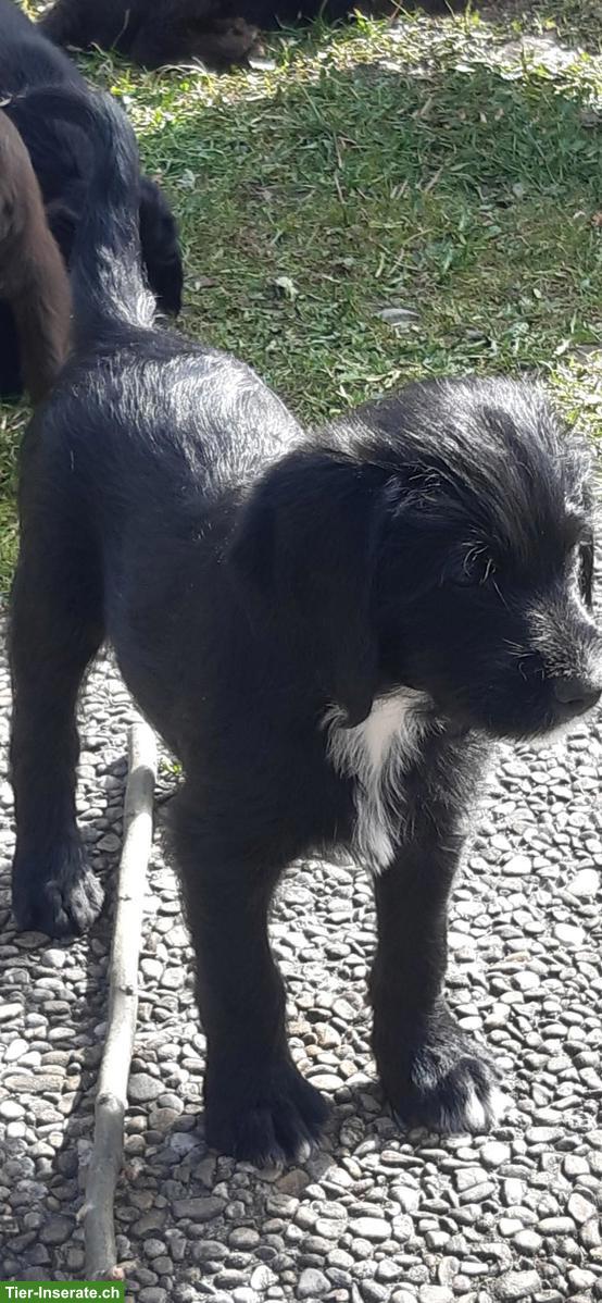 Bild 6: Labradoodle Welpen, männlich