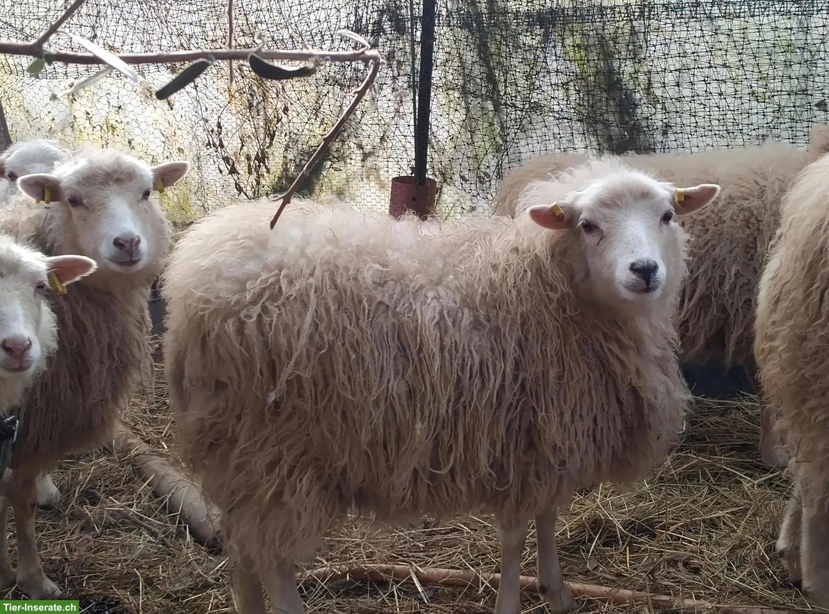 Trächtige weisse Skudden Jungaue zu verkaufen