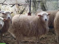 Trächtige weisse Skudden Jungaue zu verkaufen