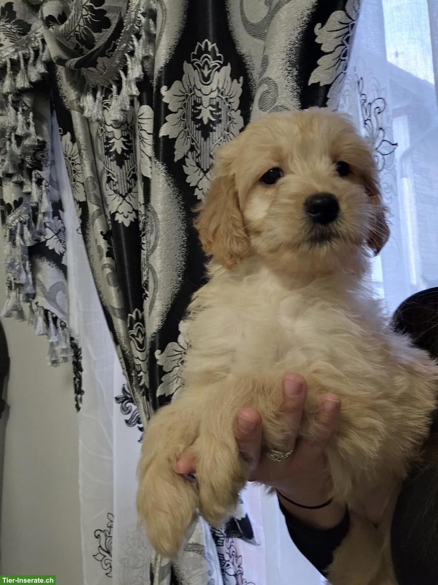 Bild 2: Goldendoodle F1 Mini mit Stammbaum