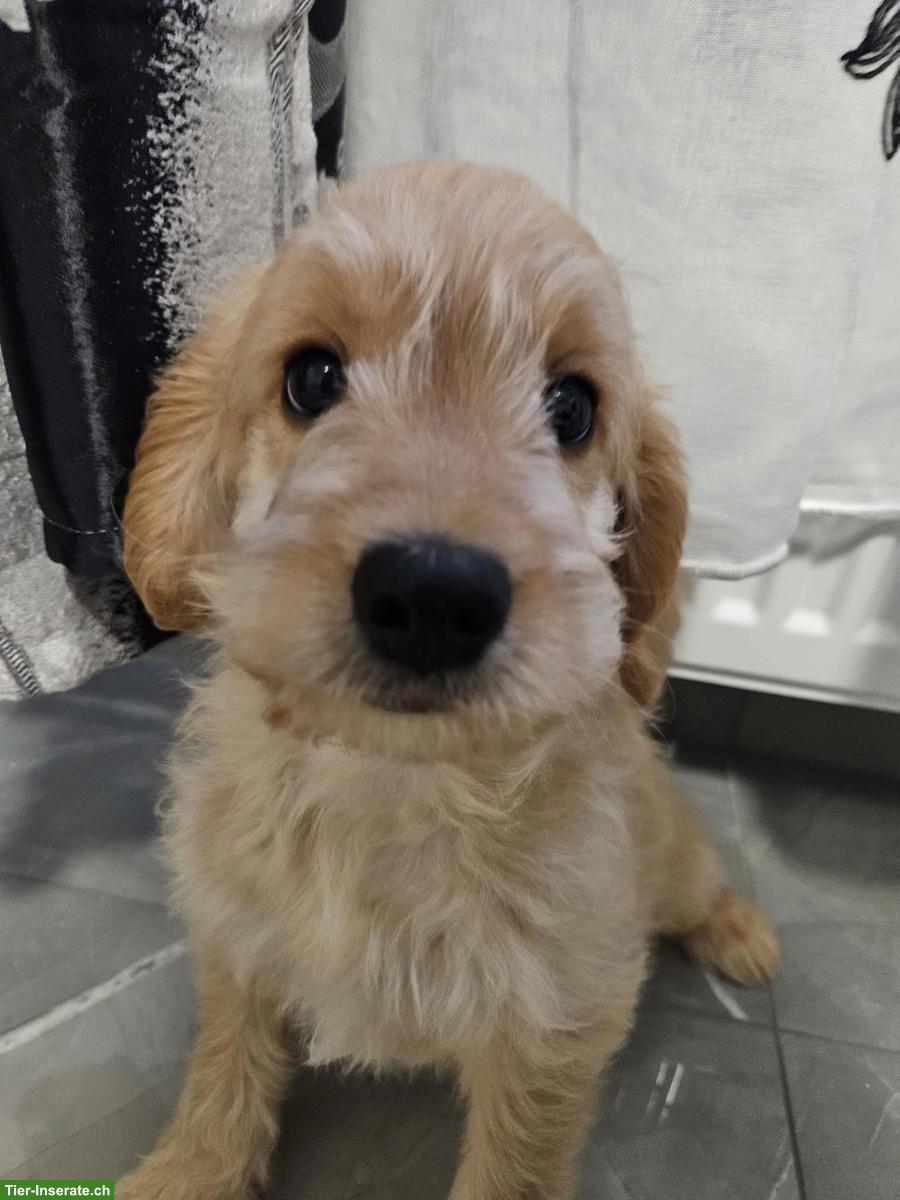 Bild 3: Goldendoodle F1 Mini mit Stammbaum