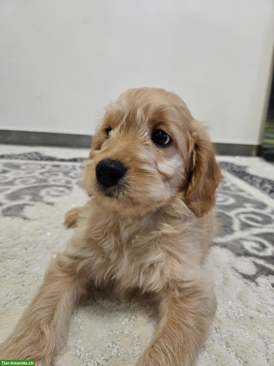 Bild 4: Goldendoodle F1 Mini mit Stammbaum