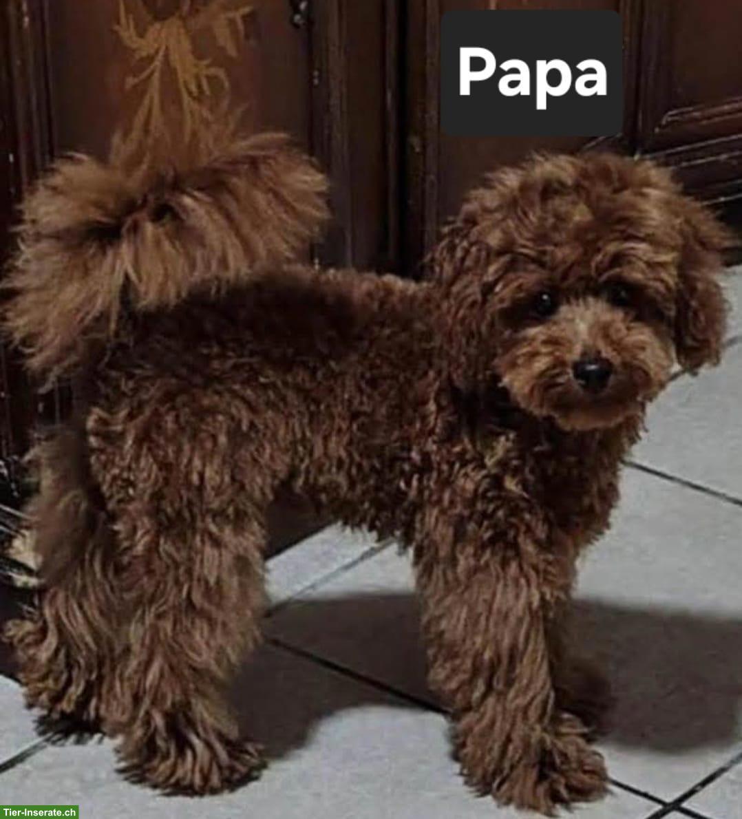 Bild 5: Goldendoodle F1 Mini mit Stammbaum