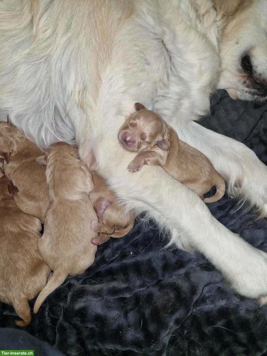 Bild 6: Goldendoodle F1 Mini mit Stammbaum