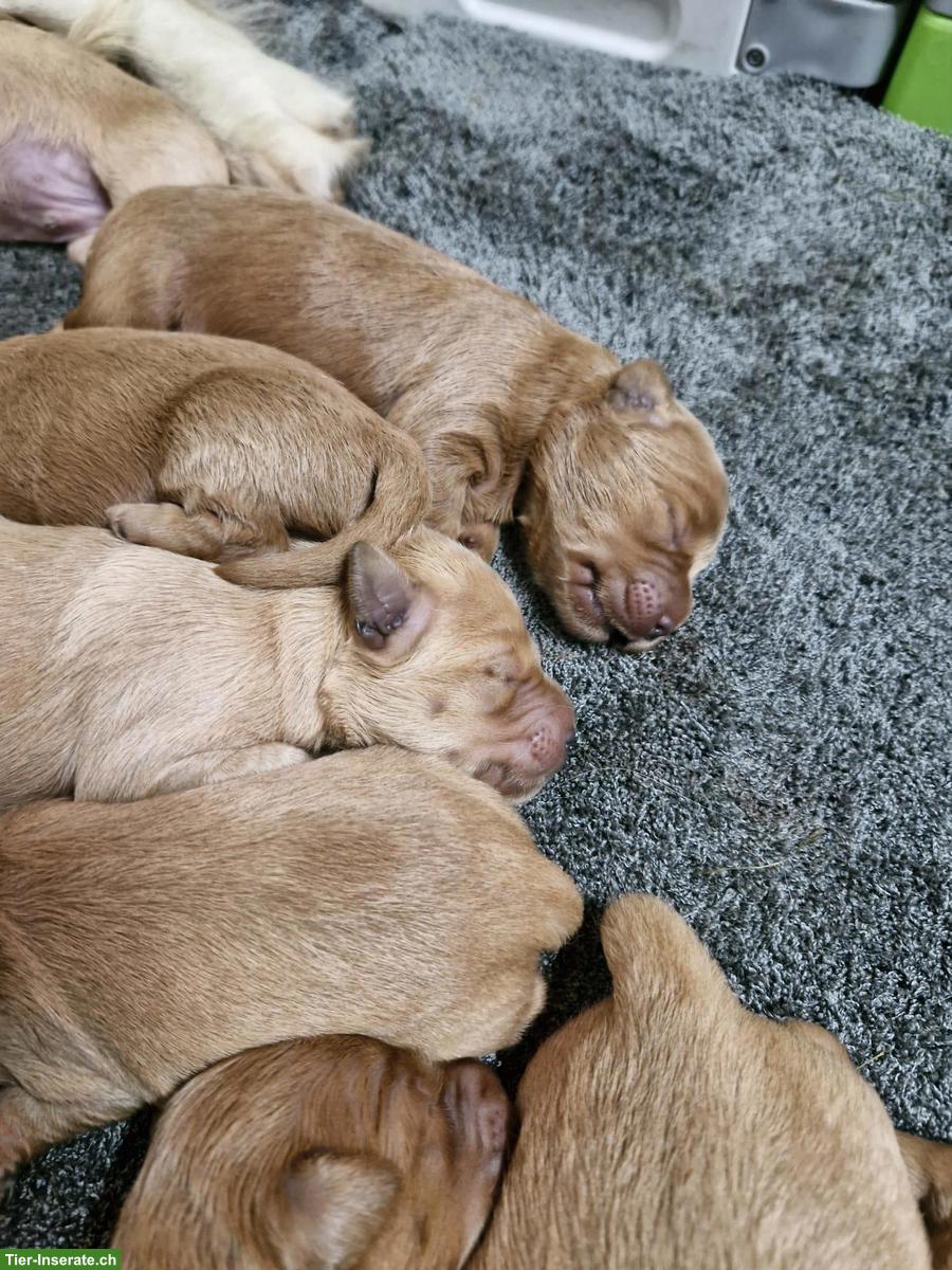 Bild 7: Goldendoodle F1 Mini mit Stammbaum