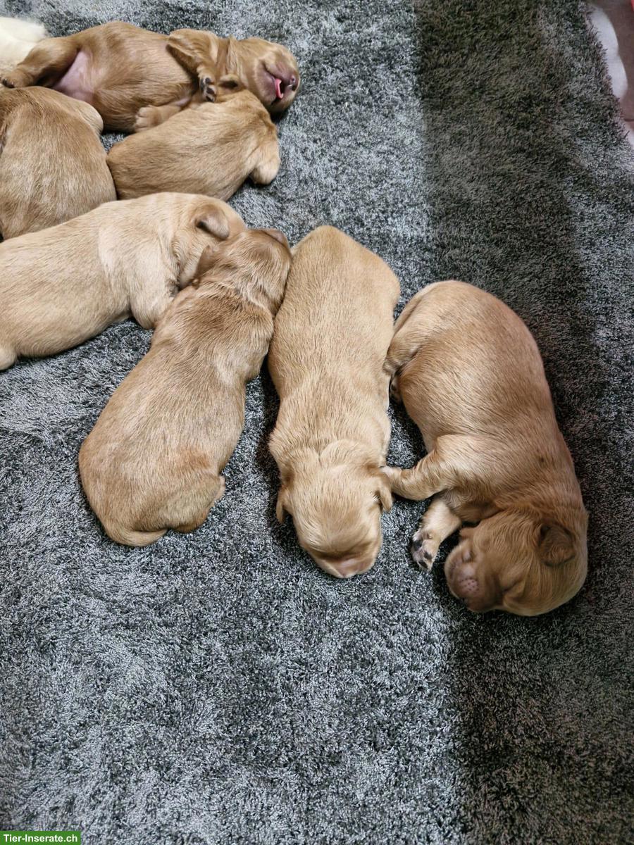 Bild 8: Goldendoodle F1 Mini mit Stammbaum